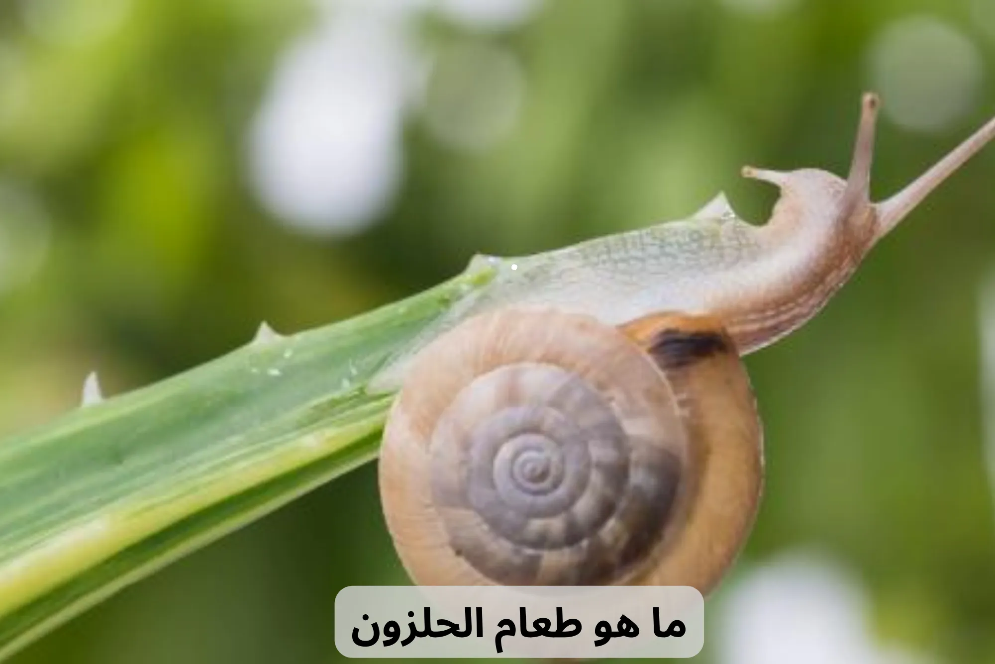 طعام الحلزون