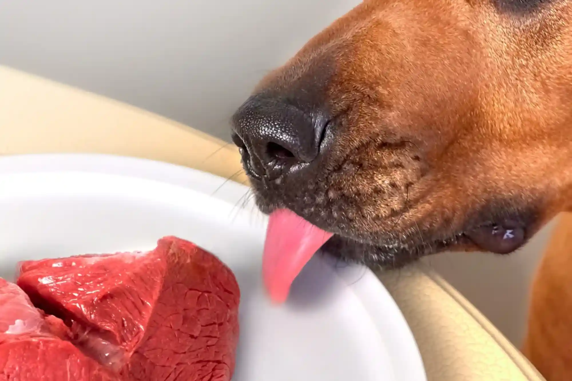 Canine Pancreatitis Emergency Symptoms: High-Fat Food Dangers and Low-Fat Recovery Diet