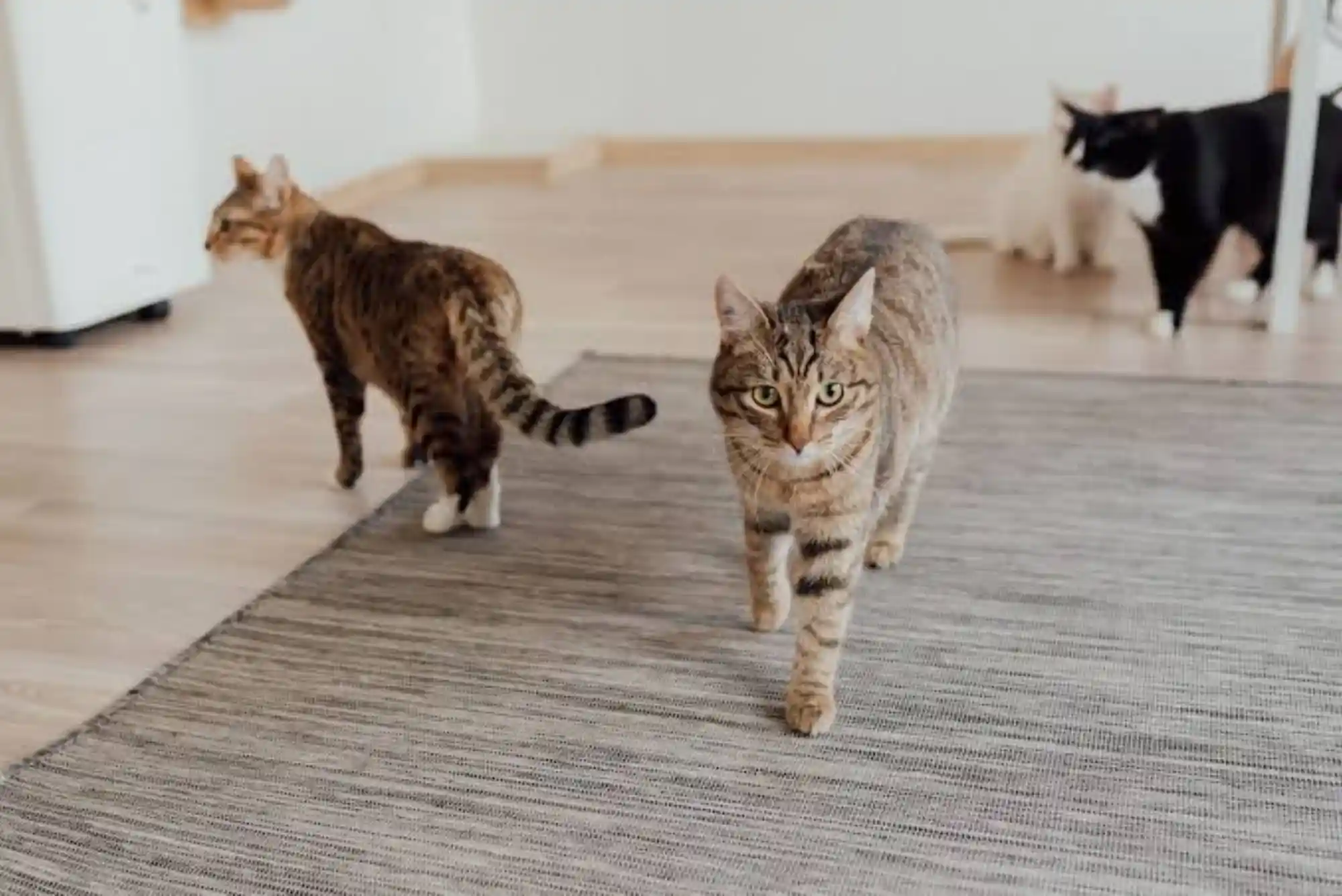 Feline Chronic Kidney Disease (CKD) Stage 3 & 4: Subcutaneous Fluids and Phosphorus Binders