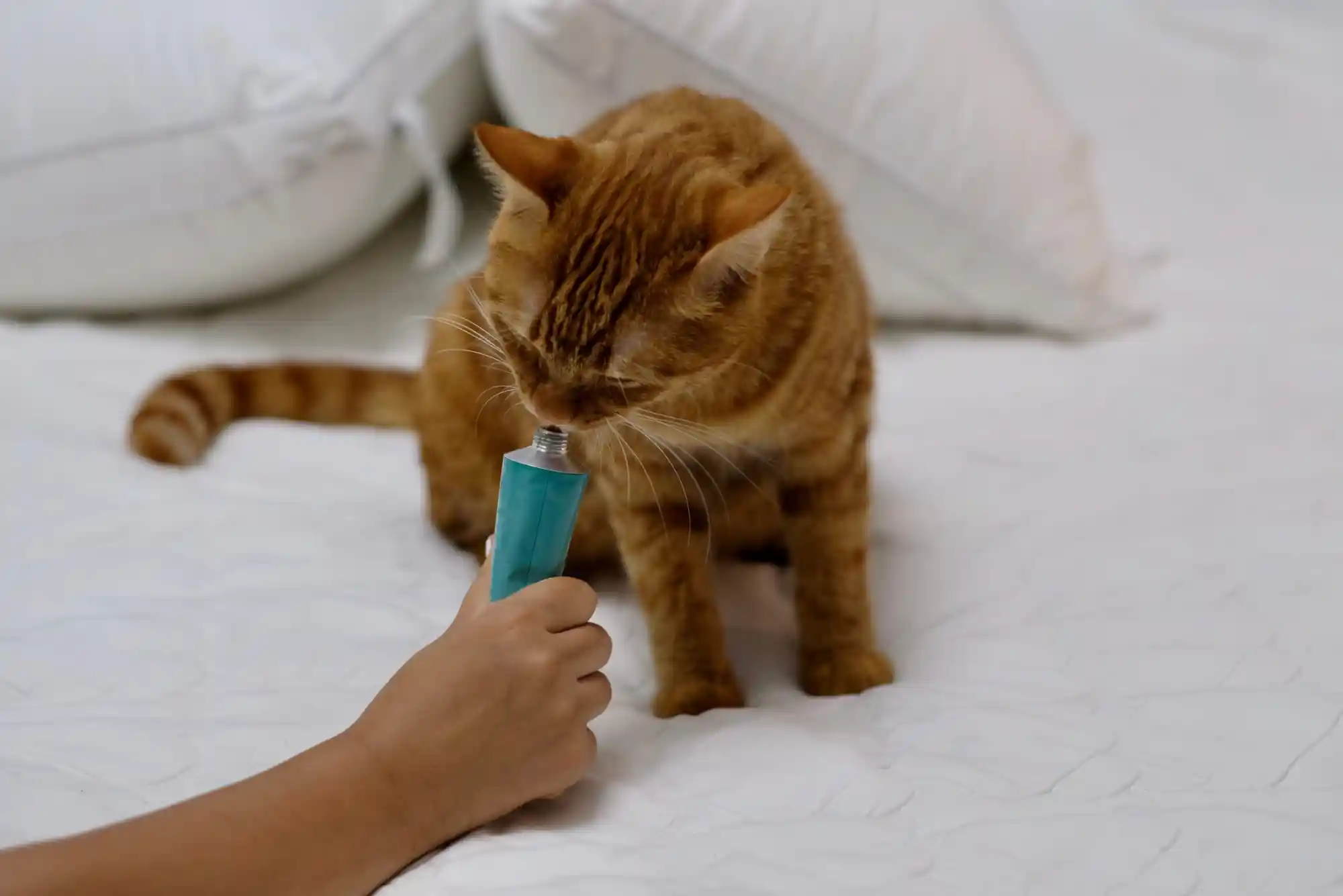 Hairball Remedies for Cats: Vaseline vs Malt Paste vs High-Fiber Wet Diets