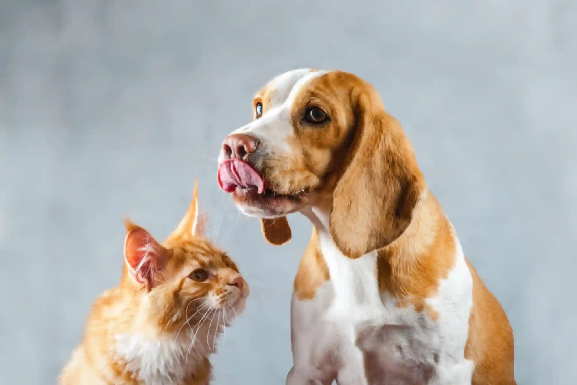 How to Introduce a New Cat to a Dog: Scent Swapping and Visual Barrier Protocols