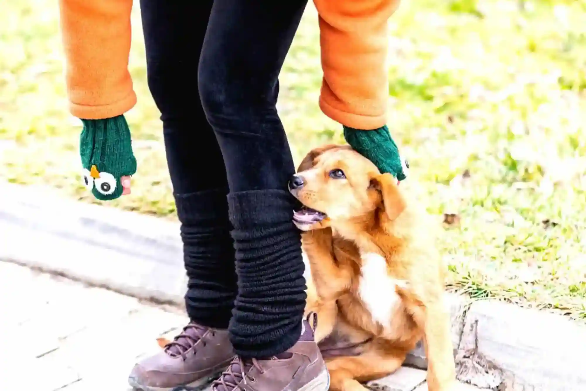 How to Stop a Puppy From Biting Ankles and Pant Legs During Walks