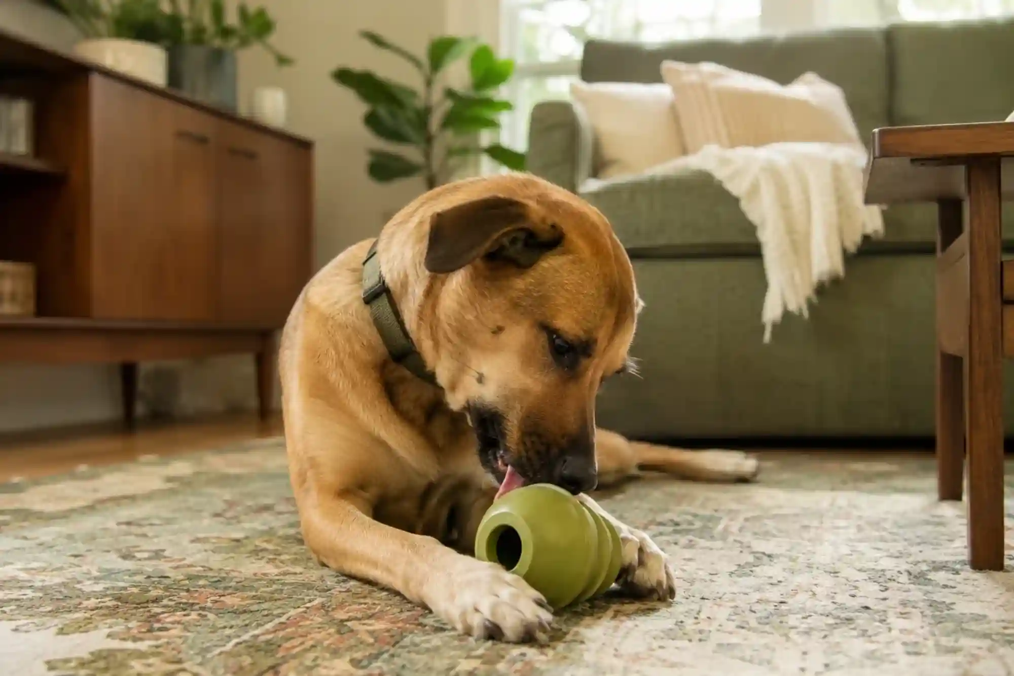 Resource Guarding in Dogs: How to Stop Food and Toy Aggression with Trade Drills